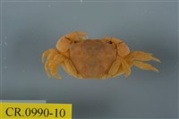 藏品(平背蜞)的圖片